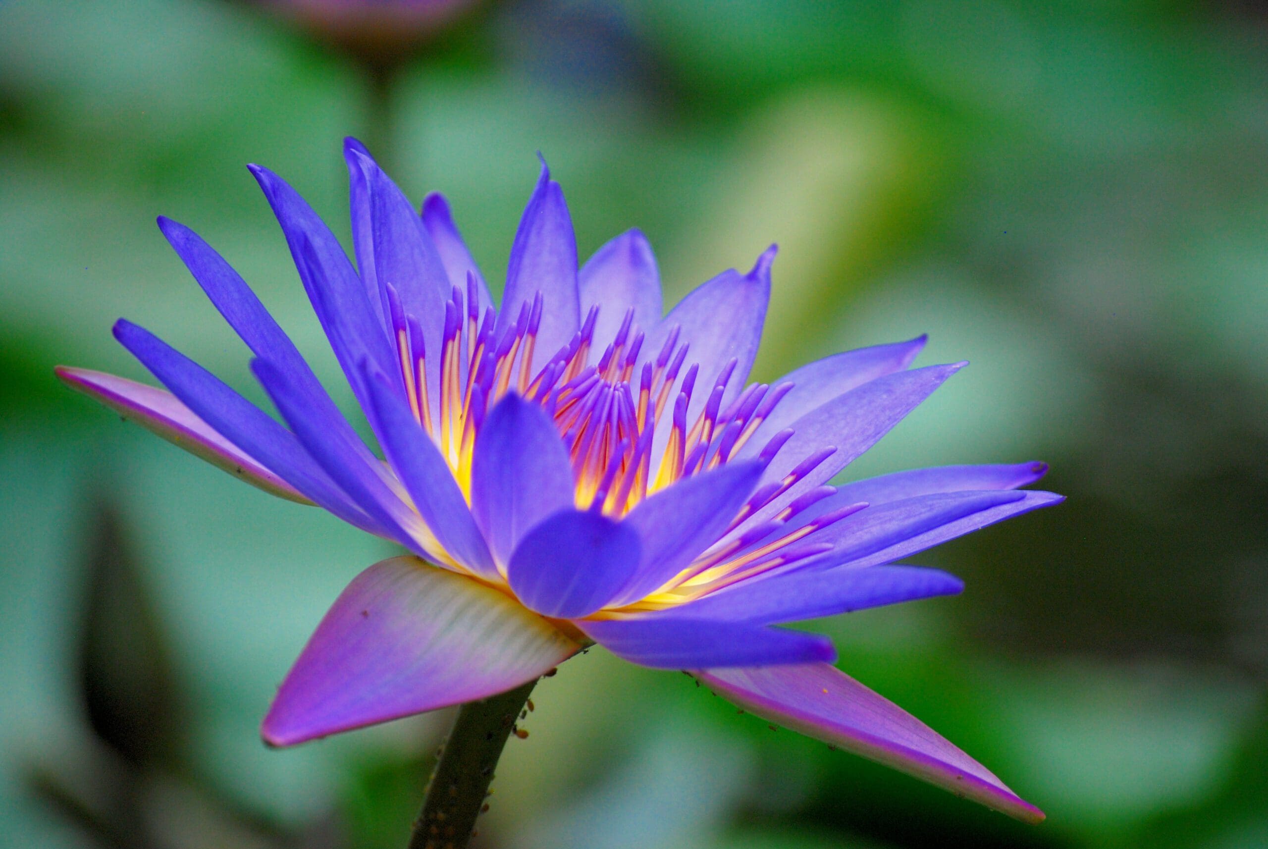 Purple lotus Customers Latin Business Today