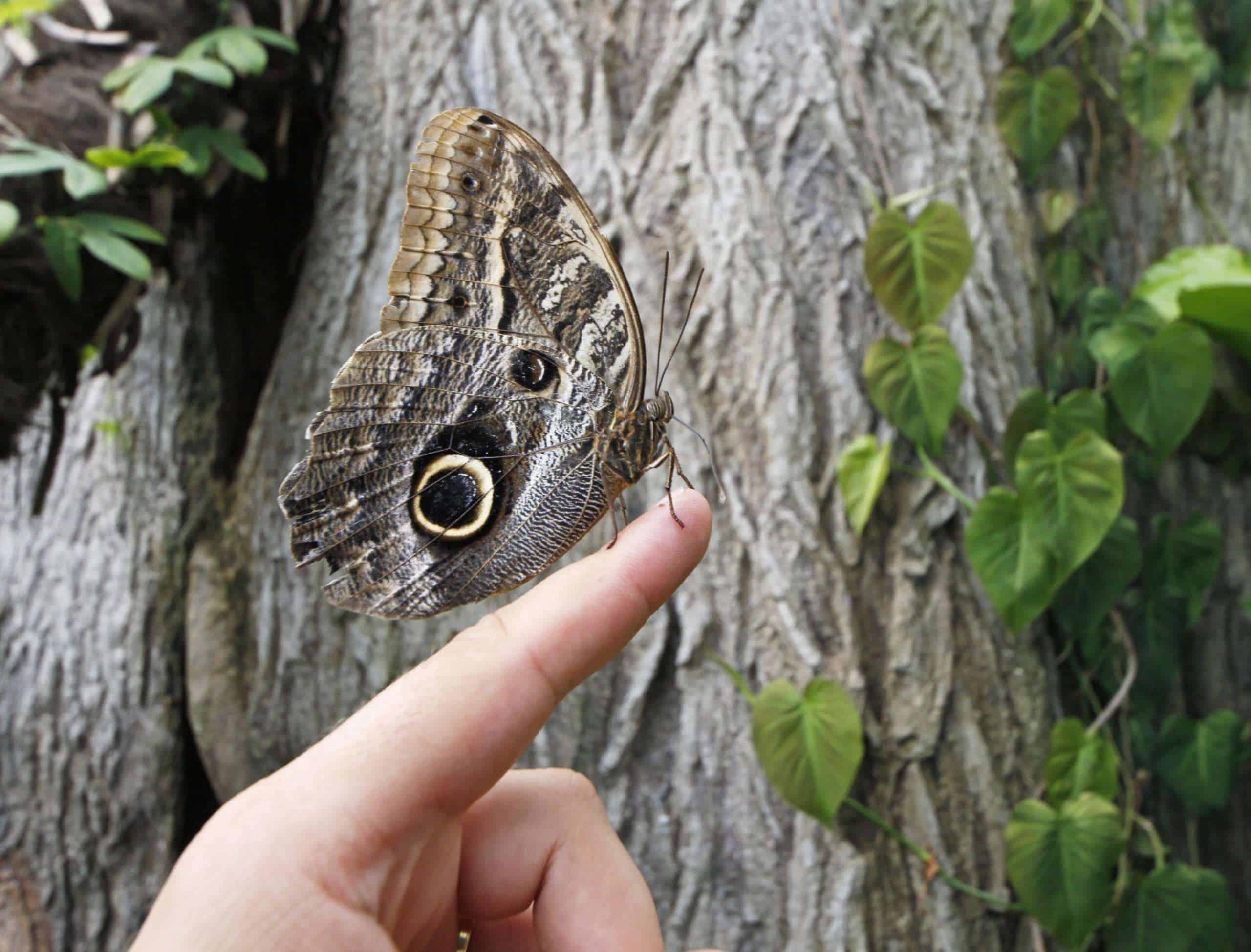 Butterfly adaptation to environment color