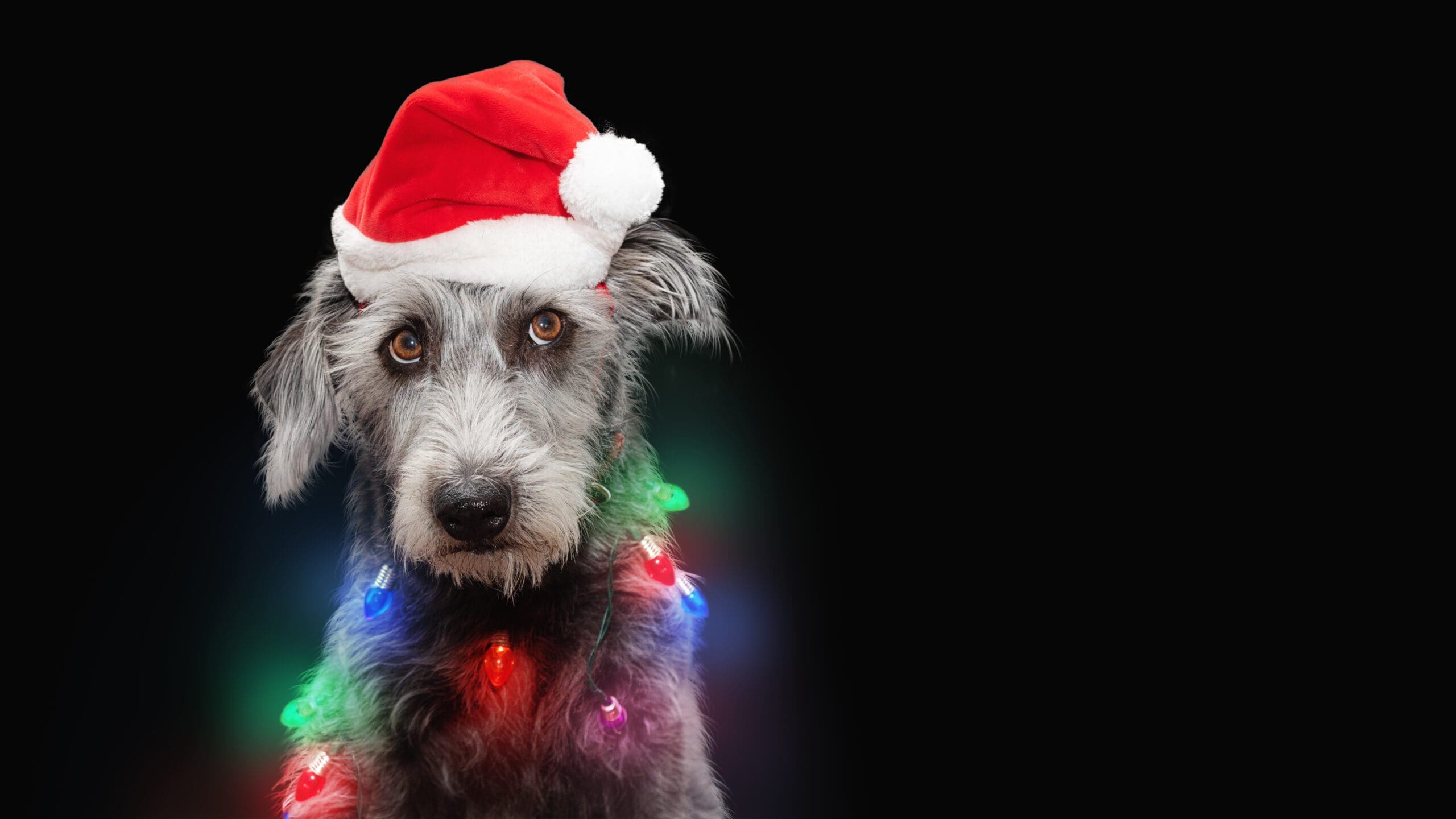 Funny Dog Wrapped in Christmas Lights Latin Biz Today